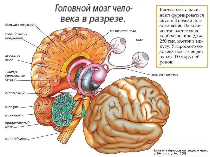 Схема мозга: неокортекс, белое вещество, лимбическая система